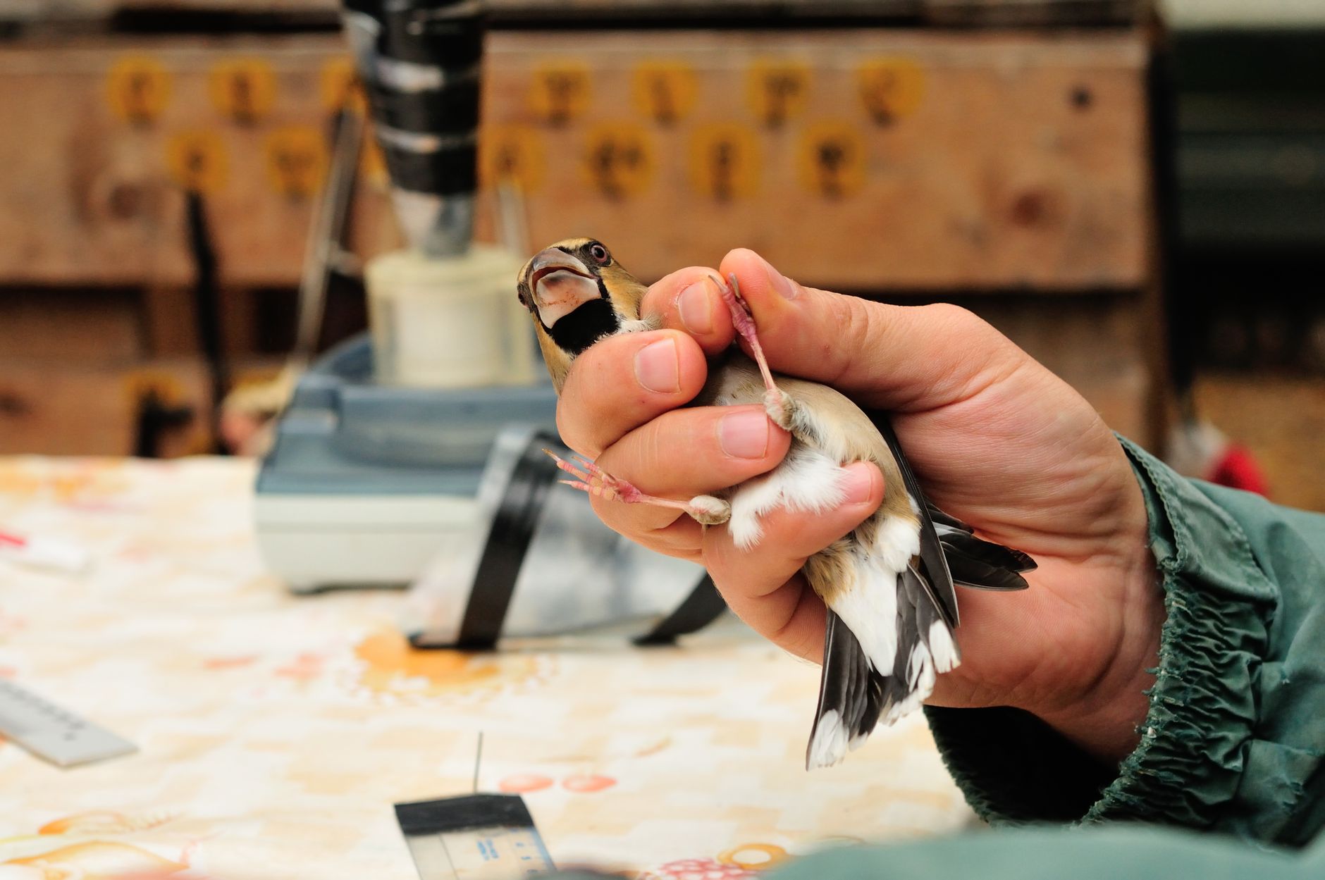 a person holding a bird